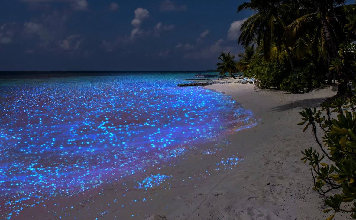 Биолюминесцентные пляжи