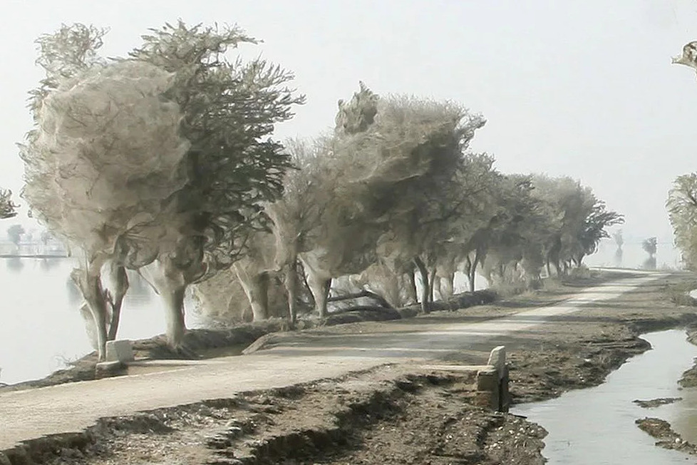 Деревья-призраки в Пакистане