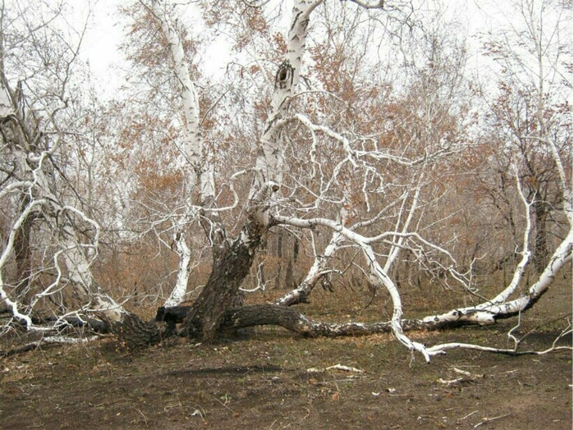 Медведицкая гряда