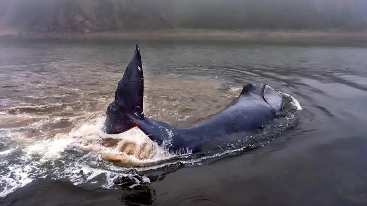 «Падение кита»(+ видео)