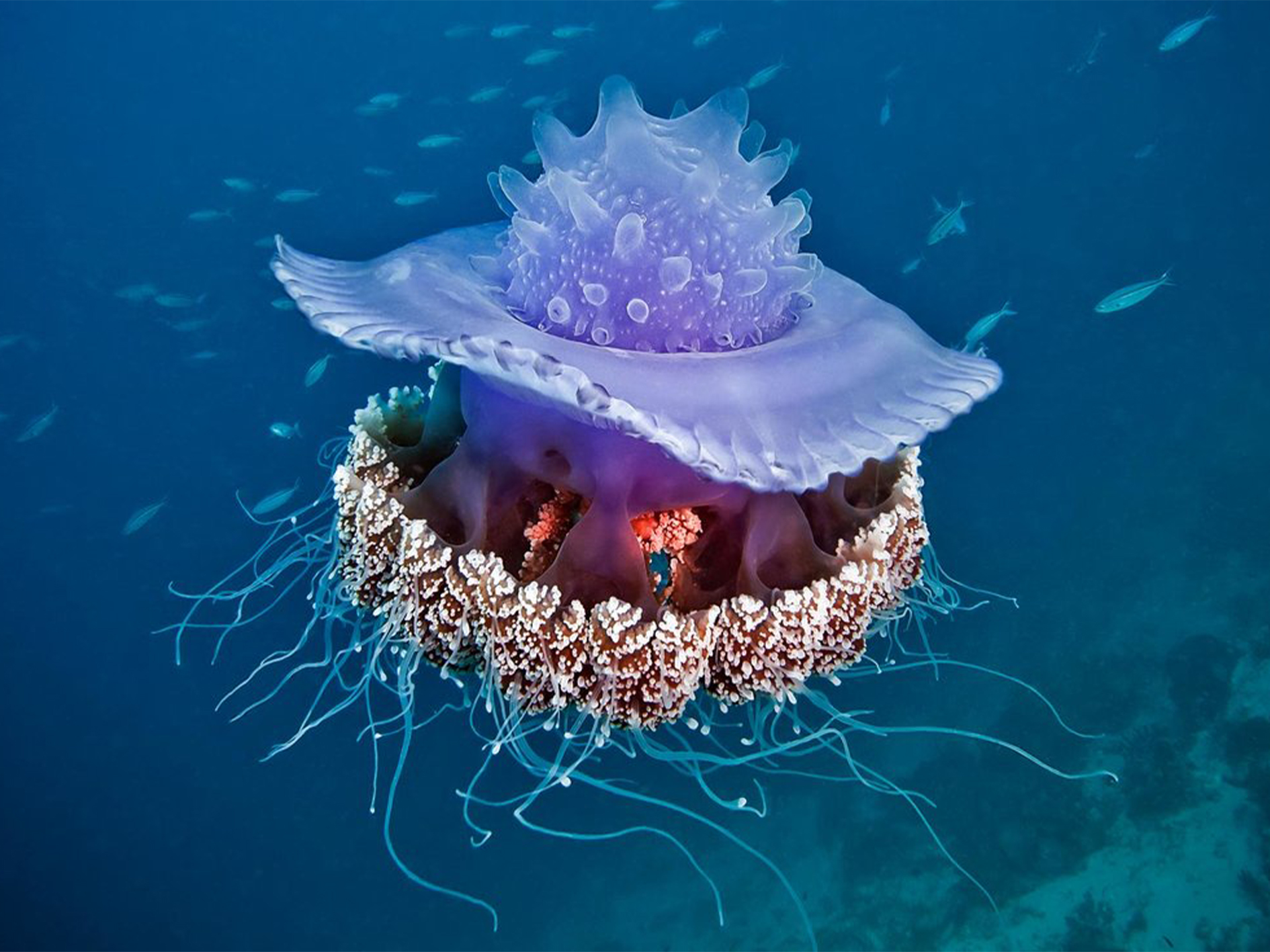 Медуза Корона