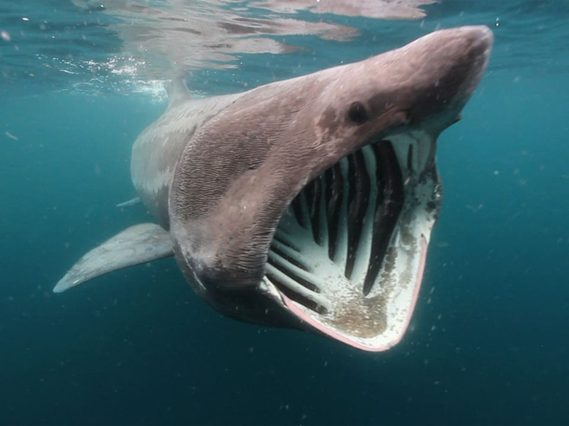 Самая большая пасть. Баскинг Шарк акула. Гигантская большеротая акула. Гигантская акула Cetorhinus Maximus. Гигантская акула (basking Shark).