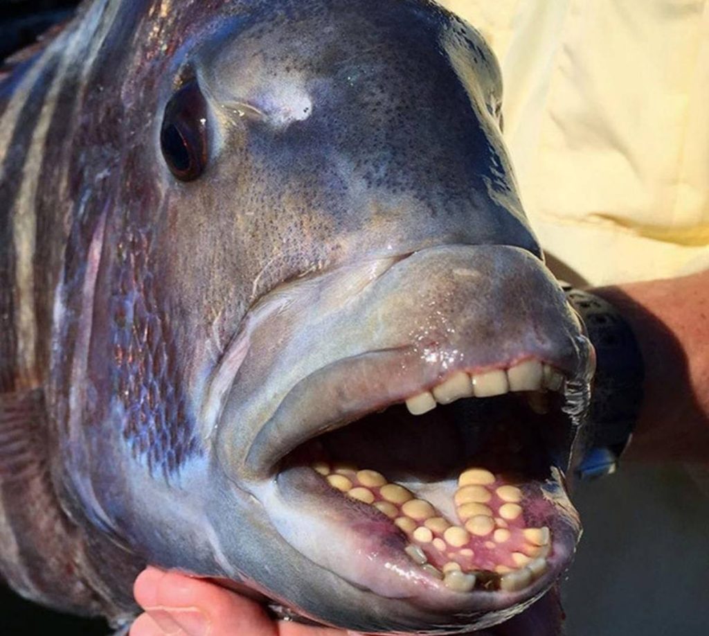 Рыба с зубами как у человека фото