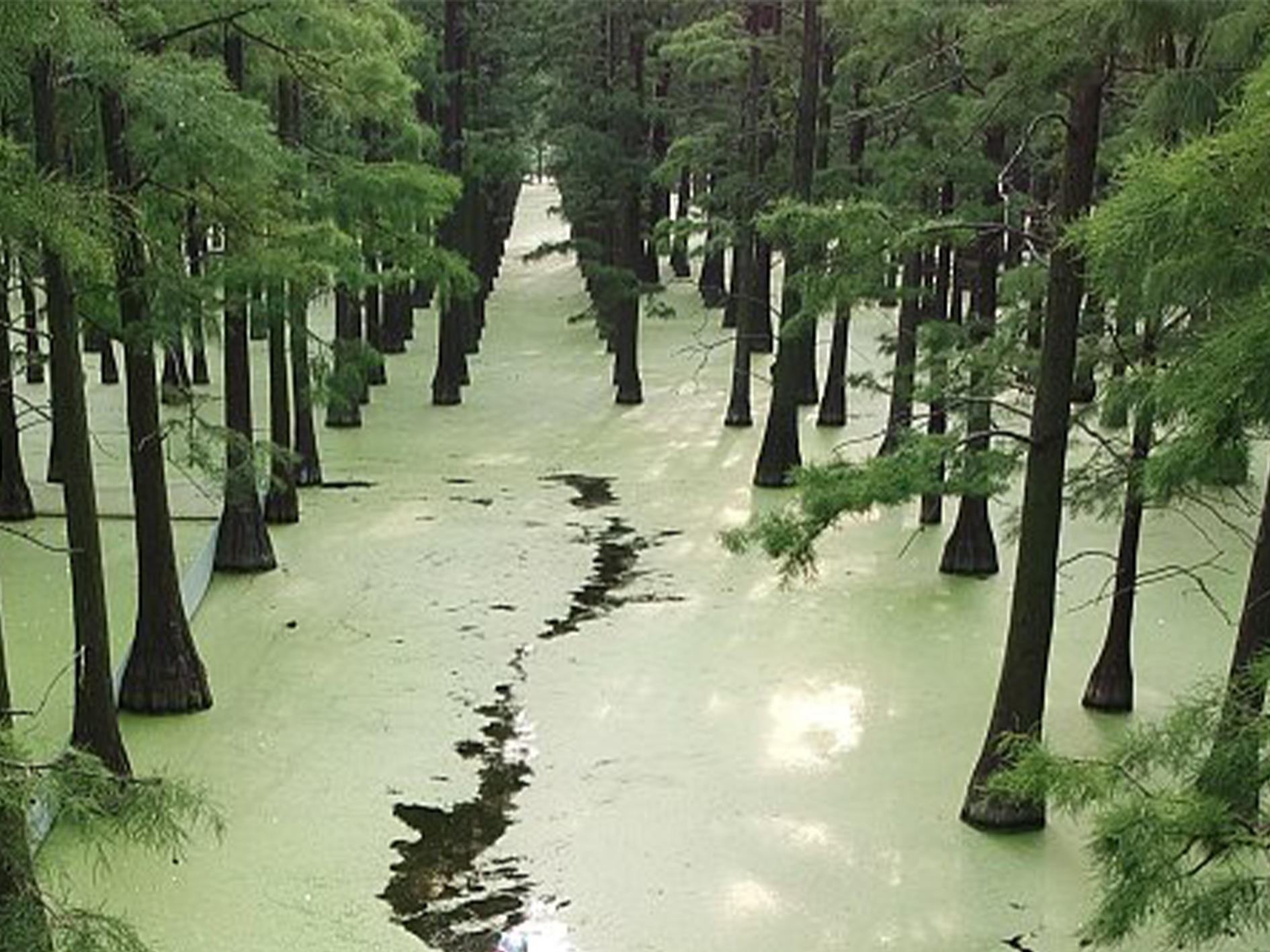 Водный лес в Янчжоу - Китай
