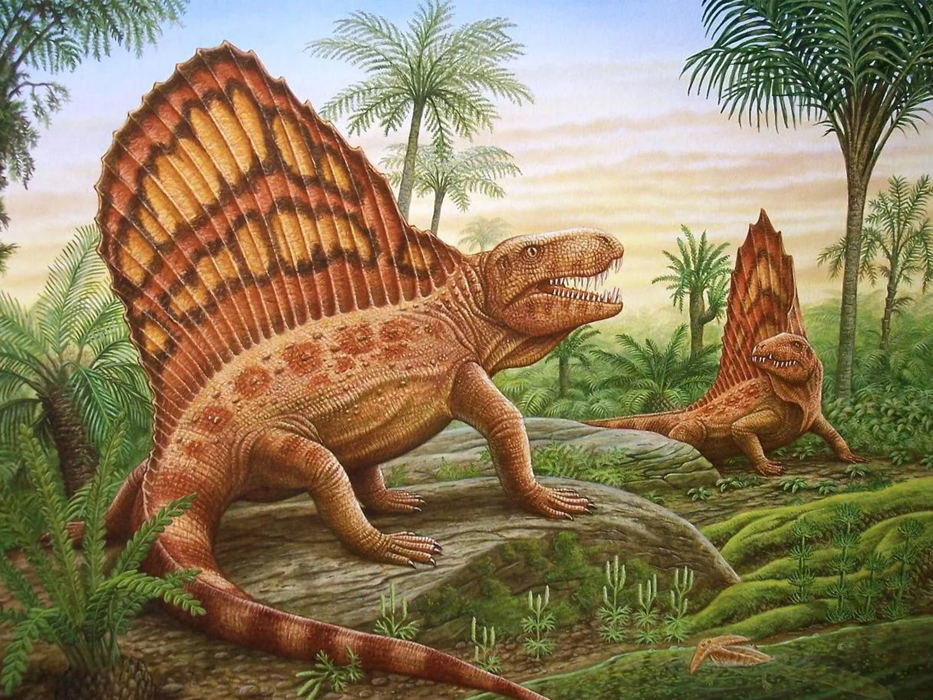 Динозавры жили миллионов лет назад. Пермский период Диметродон. Диметродон динозавр. Пеликозавры Триасового периода. Мезозойская Эра пеликозавры.