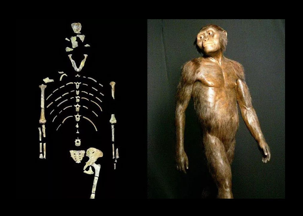 24 ноября 1974 года - Обнаружен скелет австралопитека Люси