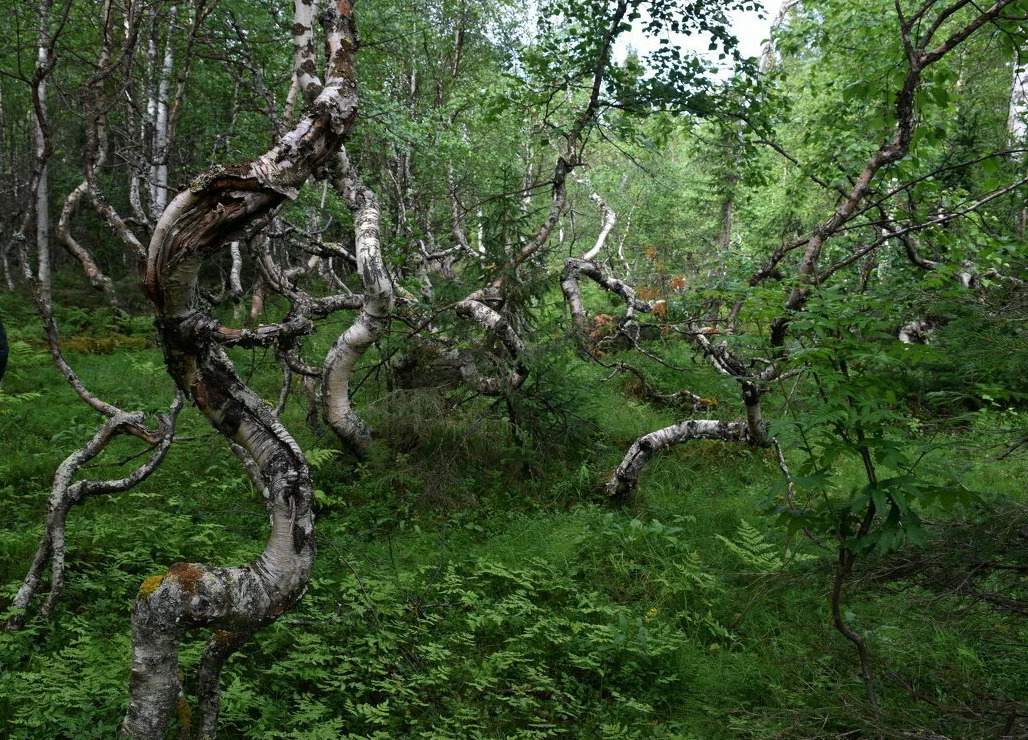 Самые аномальные места в россии фото