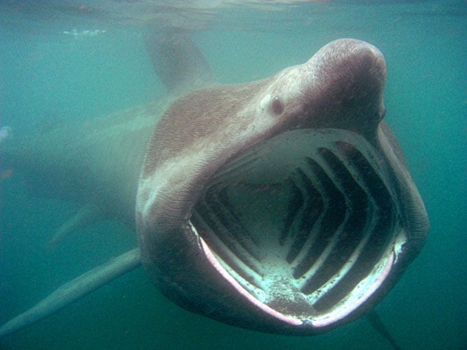 Гигантская акула или исполинская