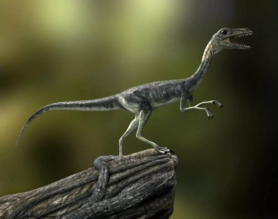 Самым маленьким динозавром принято считать компсогната