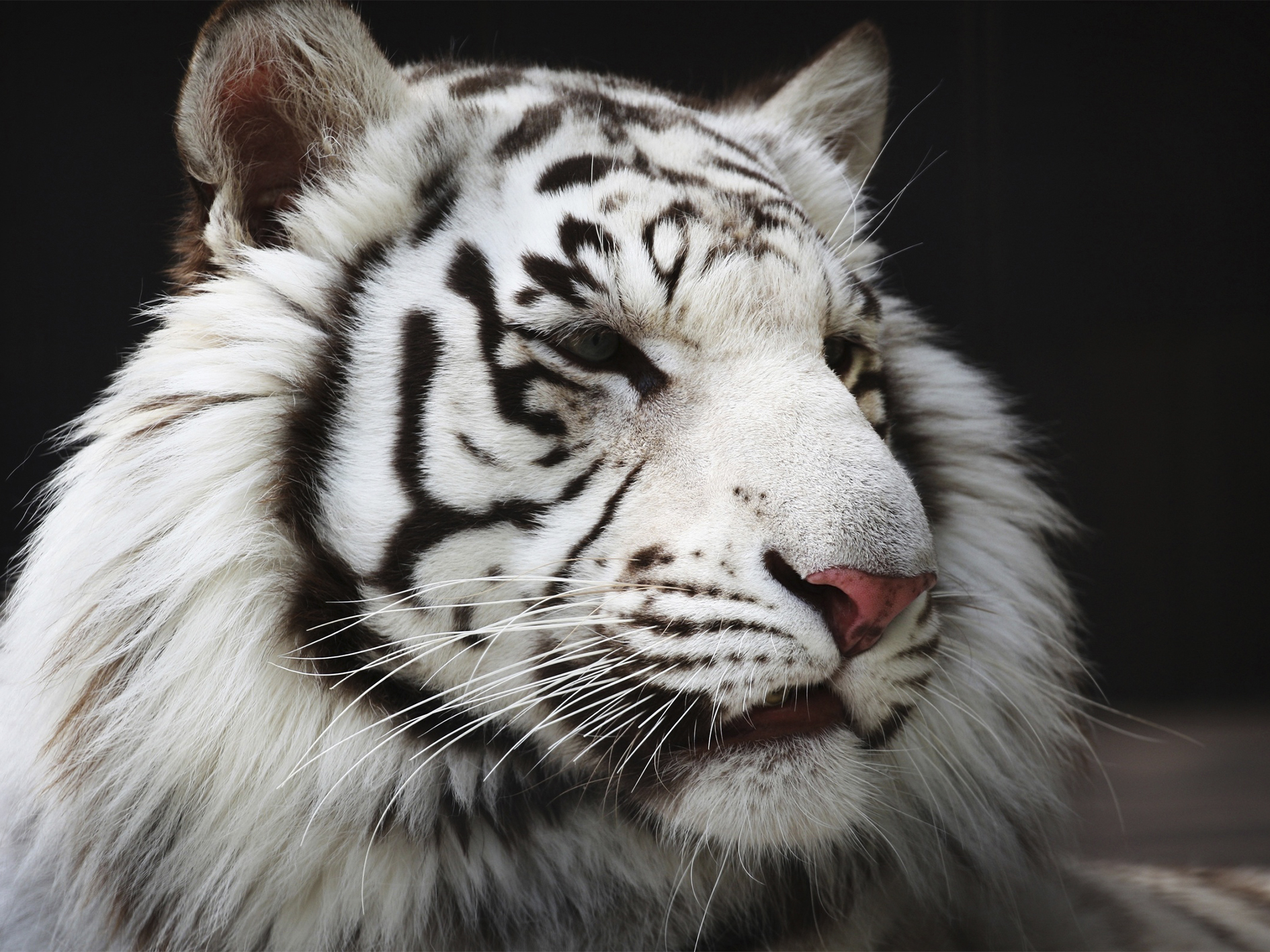 Белый тигр – не альбинос