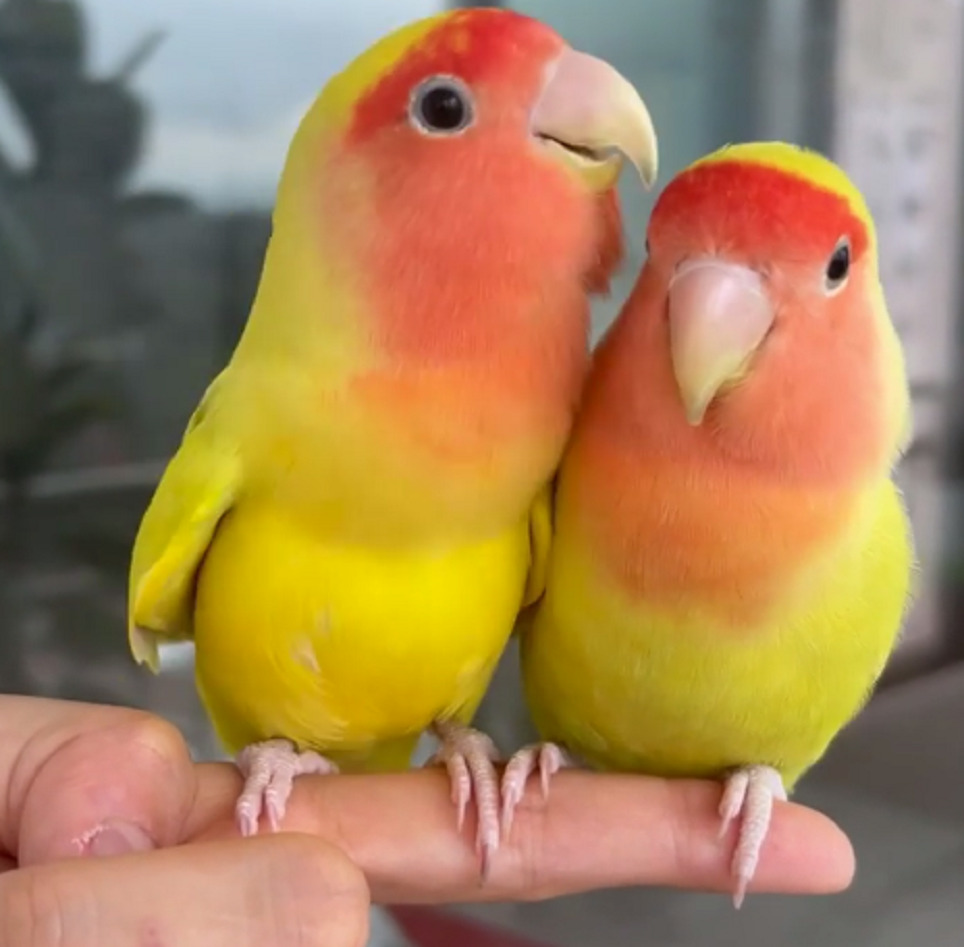 Неразлучники – маленькие попугайчики