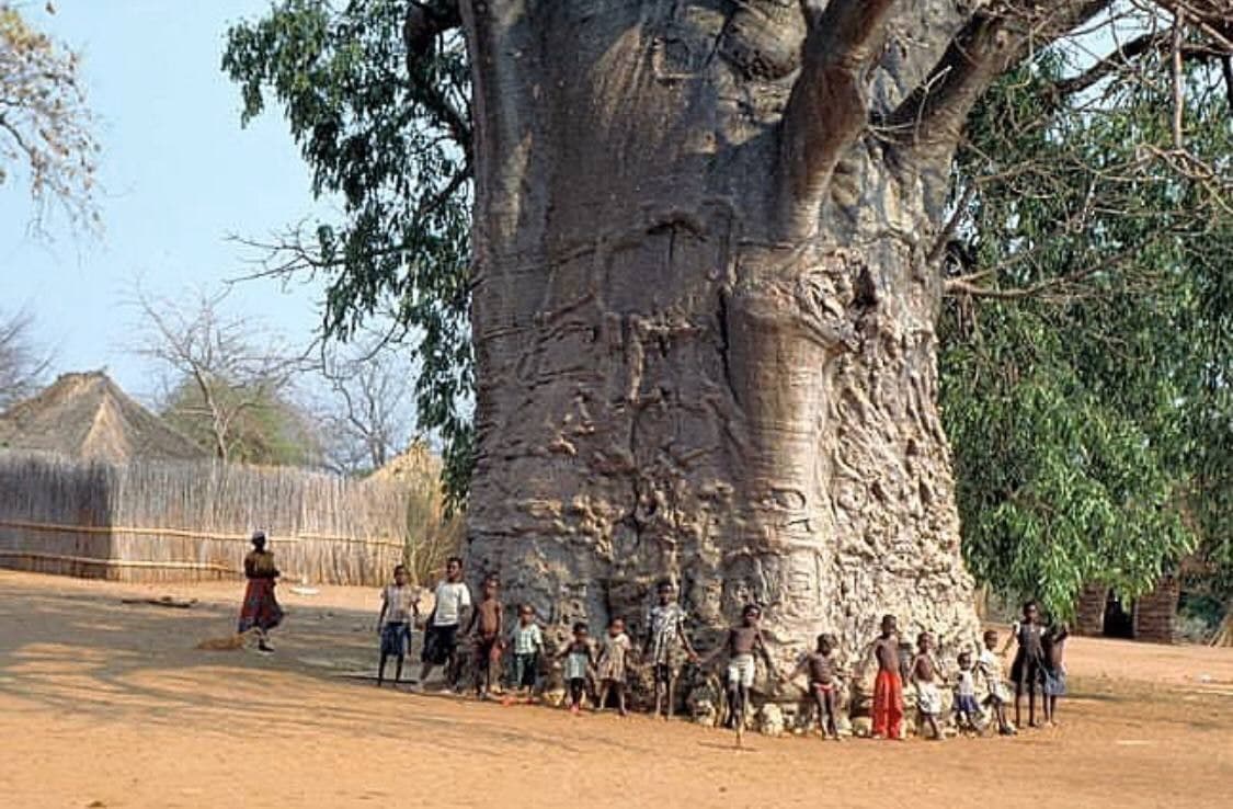 Самое толстое дерево в мире баобаб