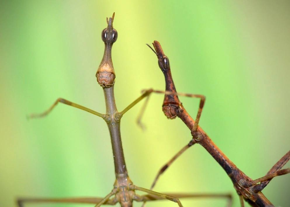 Лошадиноголовые кузнечики - "horsehead grasshoppers"