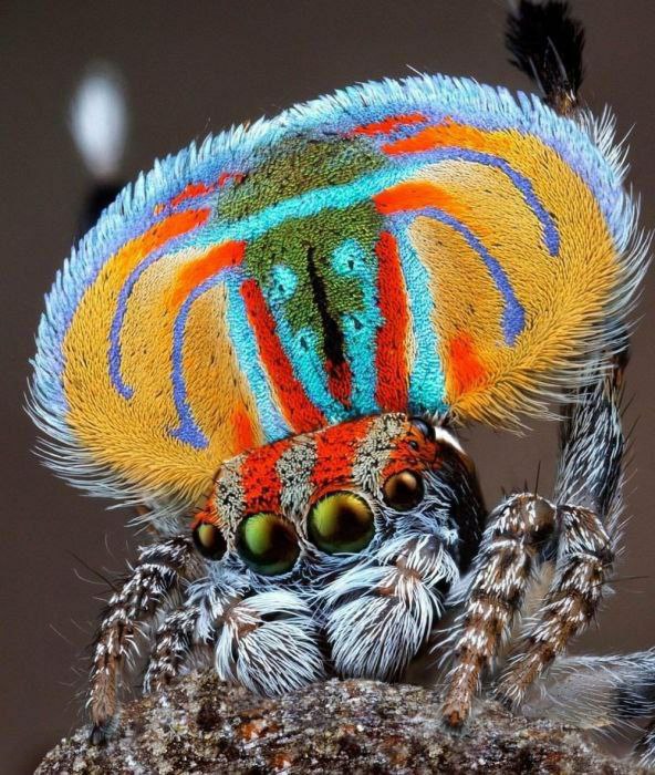 Паук-павлин (Maratus volans)