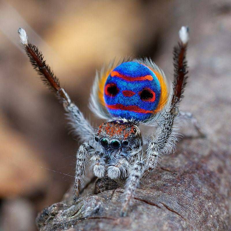 Паук-павлин (Maratus volans)