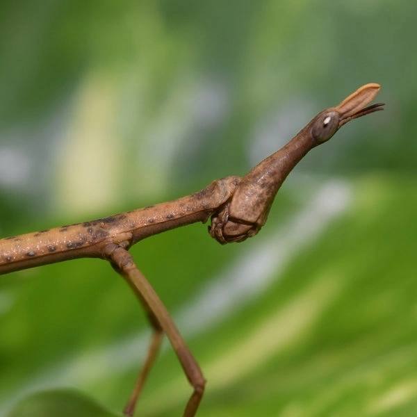 Лошадиноголовые кузнечики - "horsehead grasshoppers"