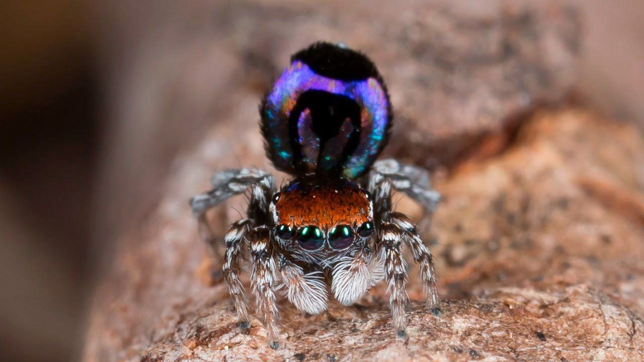 Паук-павлин (Maratus volans)