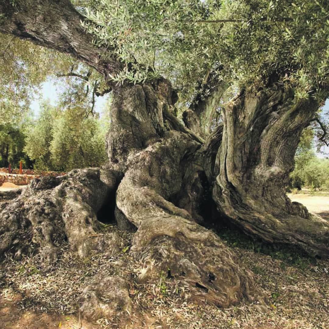 Bellotti оливковое дерево