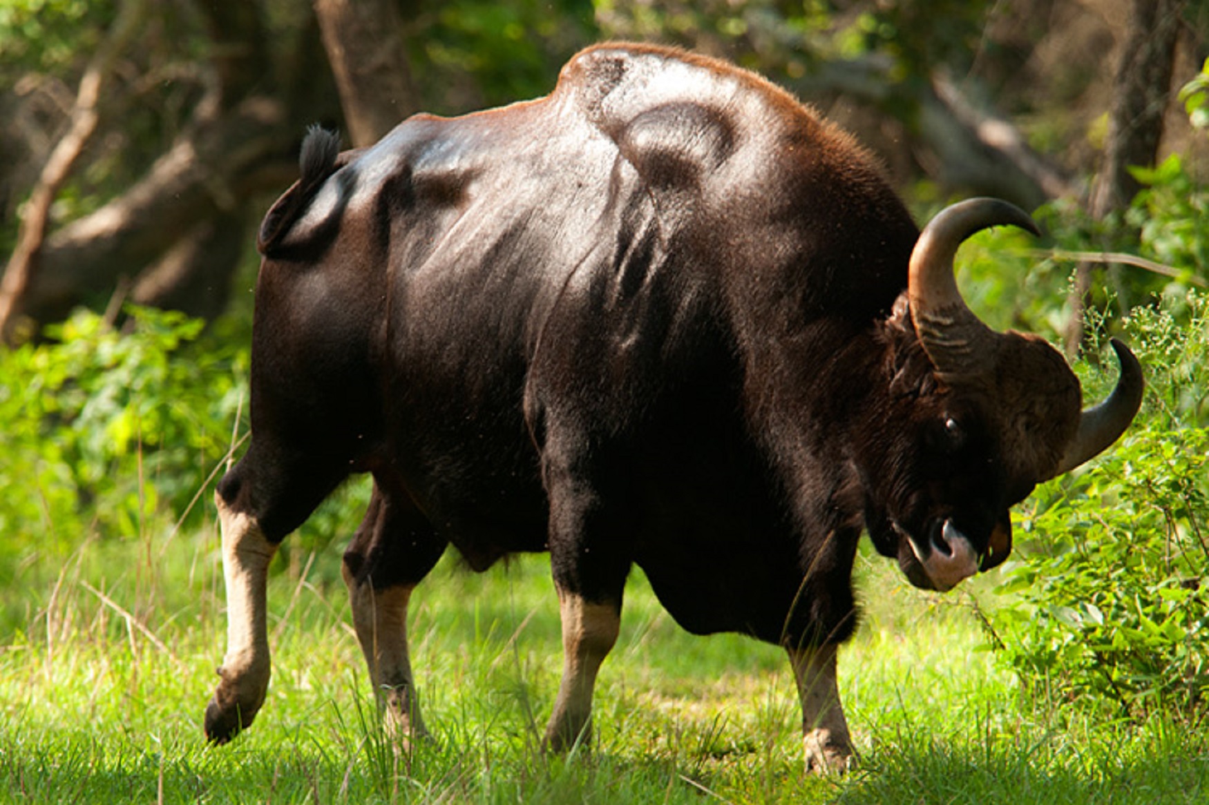 Крупное жвачное. Дикий бык Гаур. Азиатские быки Гауры. Индийский бык Гаур. Индийский Лесной бык Гаур.