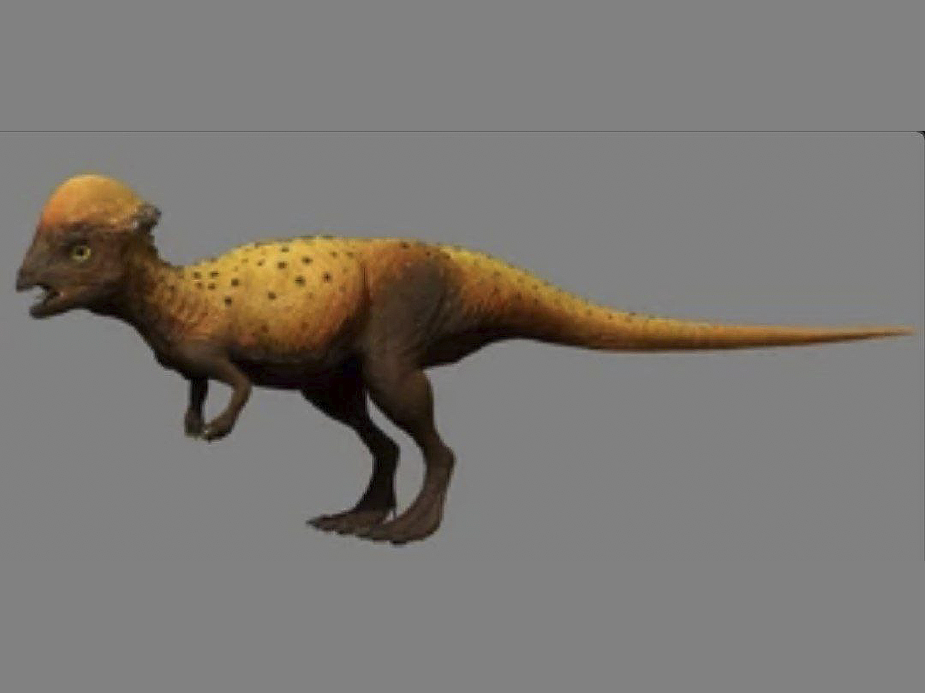Пинкфонг Пахицефалозавр