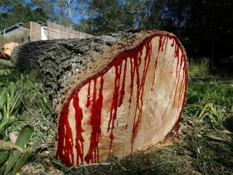 Дерево которое кровоточит, когда его срубают