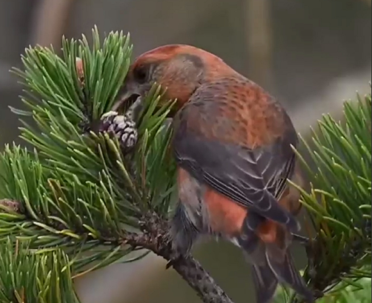 Клёст-сосновик (Loxia pytyopsittacus)