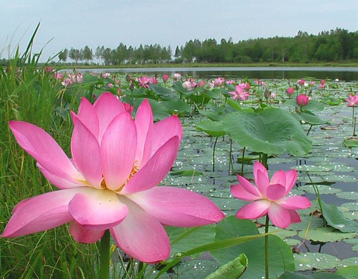 Хинганский заповедник