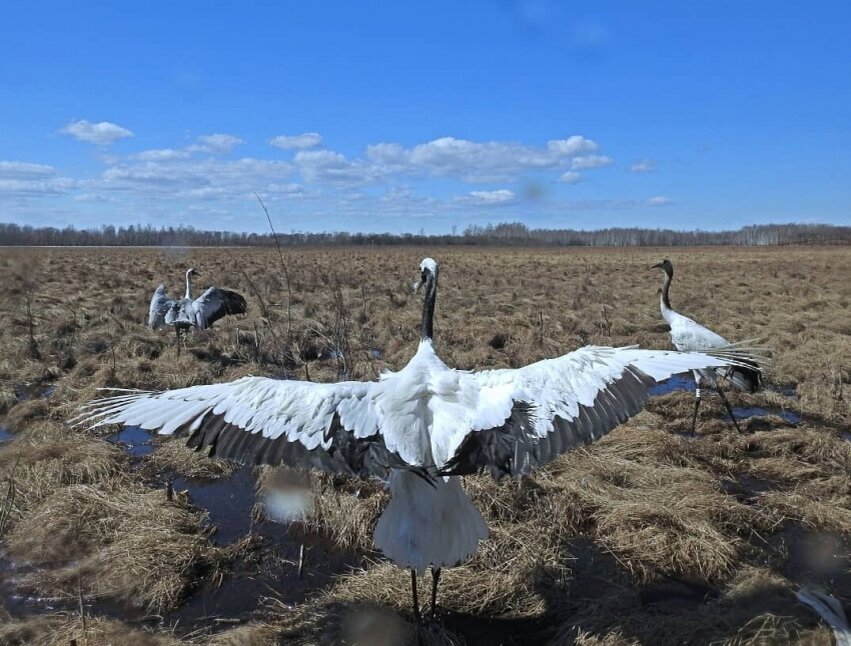 Хинганский заповедник