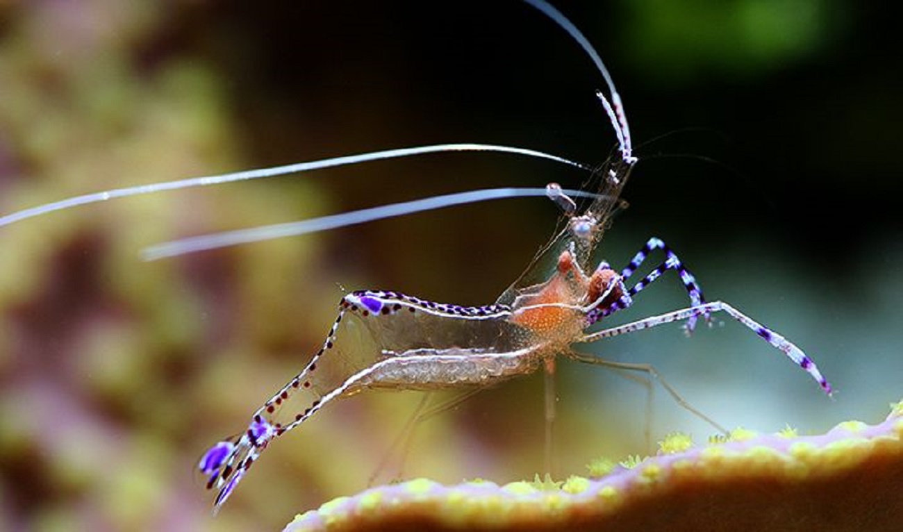 Креветка Ancylomenes pedersoni