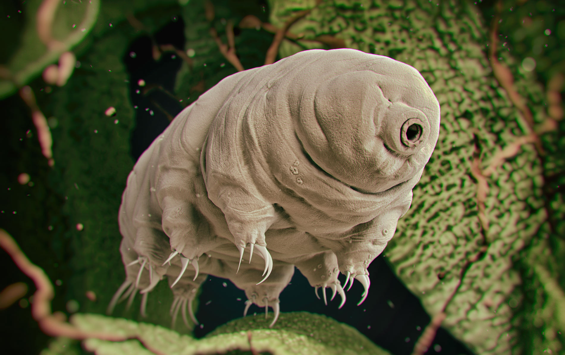 Тихоходки (Tardigrada), или медвежонки