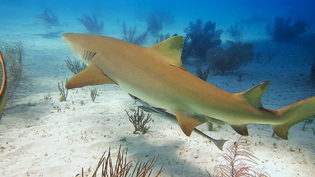 Лимонная акула (Negaprion brevirostris)