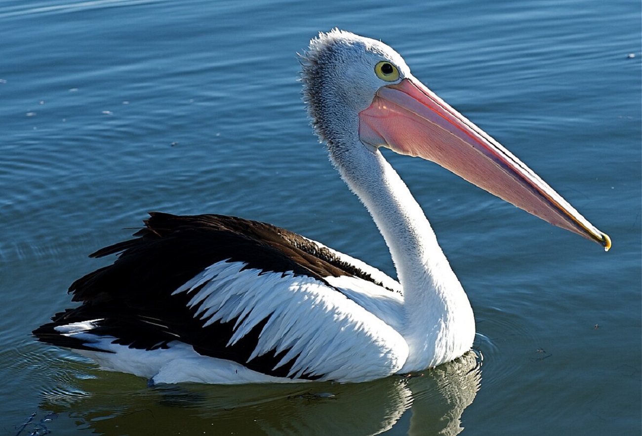 Австралийский пеликан (Pelecanus conspicillatus)