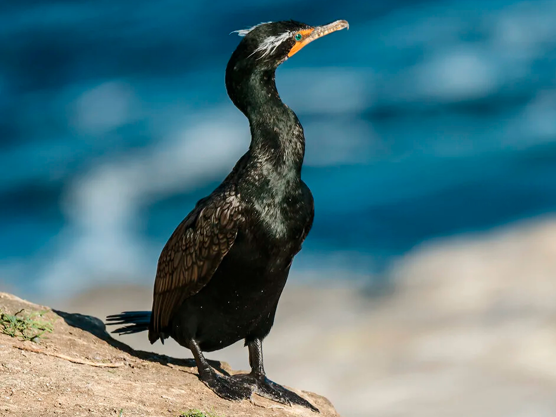 Ушастый баклан (Phalacrocorax auritus)